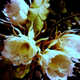 Illustration for article titled My first night-blooming cereus experience! (Being deflowered?)